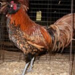 Golden Laced Polish Chicken