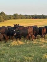 46 Angus - Cows - Image 2