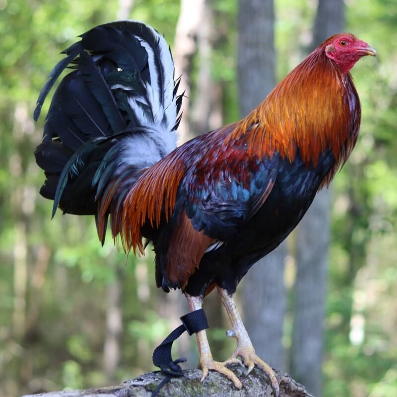 Albany Rooster 1 1