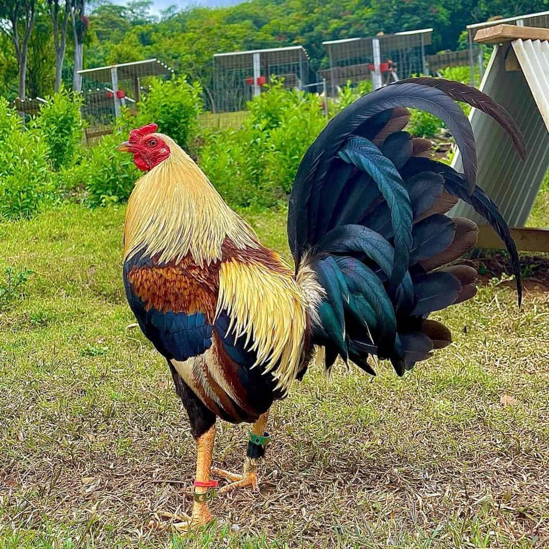 American Gamefowl 2