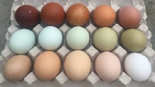 Assorted Chicken Hatching Eggs 1