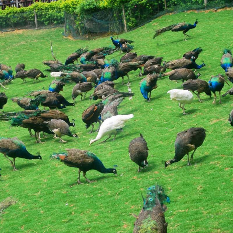 Assorted Peafowl LG 68440 1