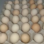 ayam cemani eggs​