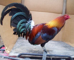 Blueface Hatch 1