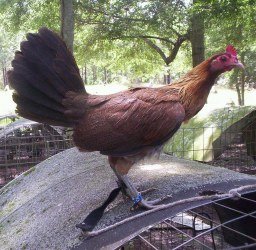 Blueface Hatch Game Fowl 1