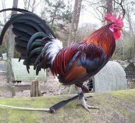 Blueface Hatch stag 1