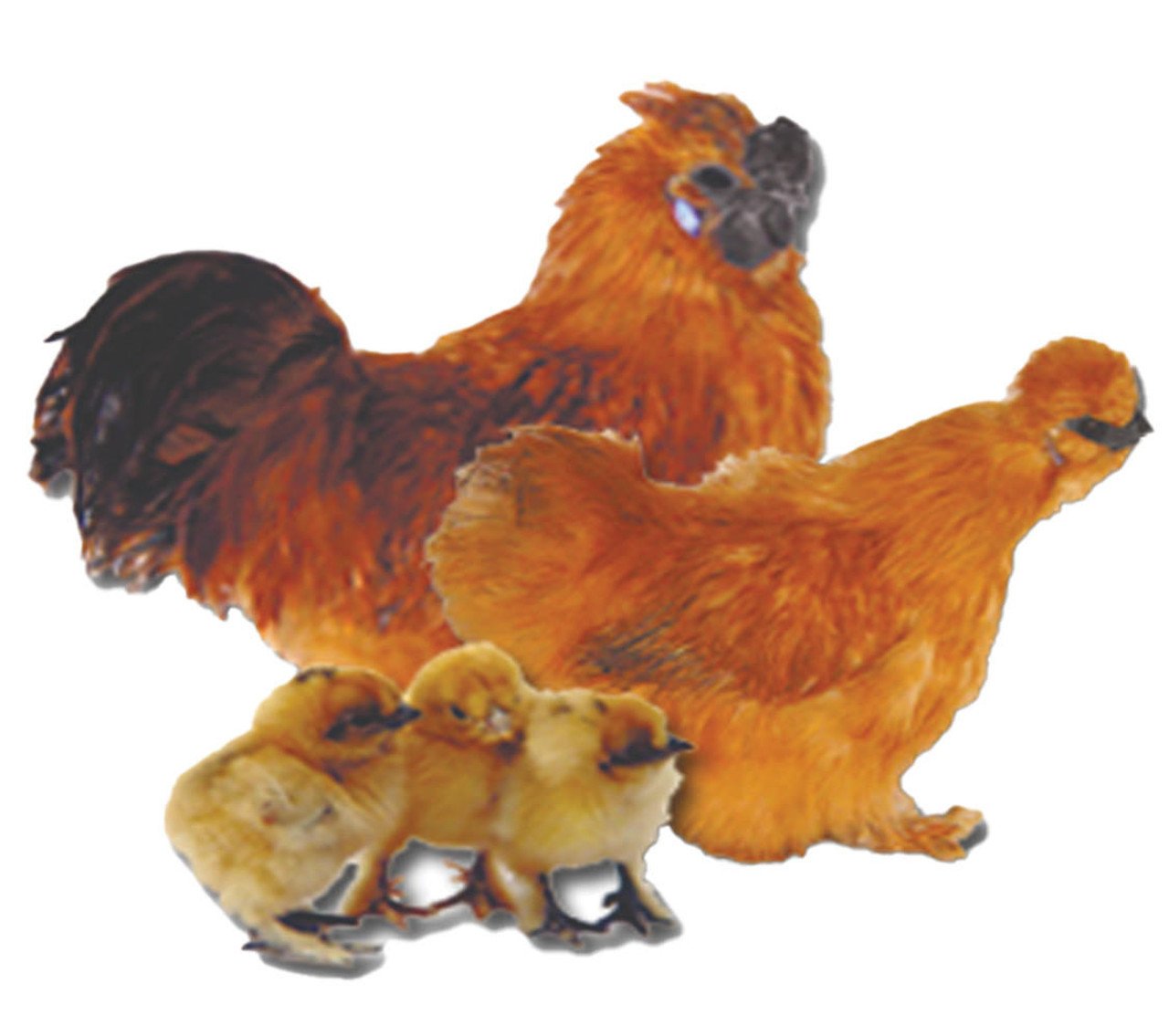 Buff_Silkies__20181-1.jpg BUFF SILKIE BANTAM - Image 1