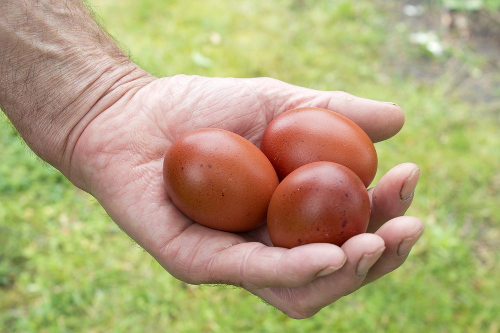 Chocolate egger™ 1