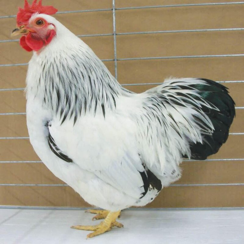 Columbian Rock Bantam 38638 1 1