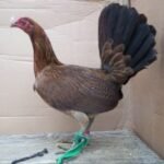 Dark Hatch Fowl