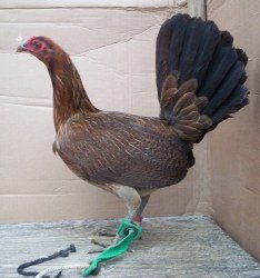 Dark Hatch Fowl 1