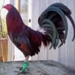 Dark Hatch Game Fowl