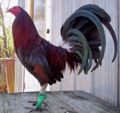 Dark Hatch cock 1