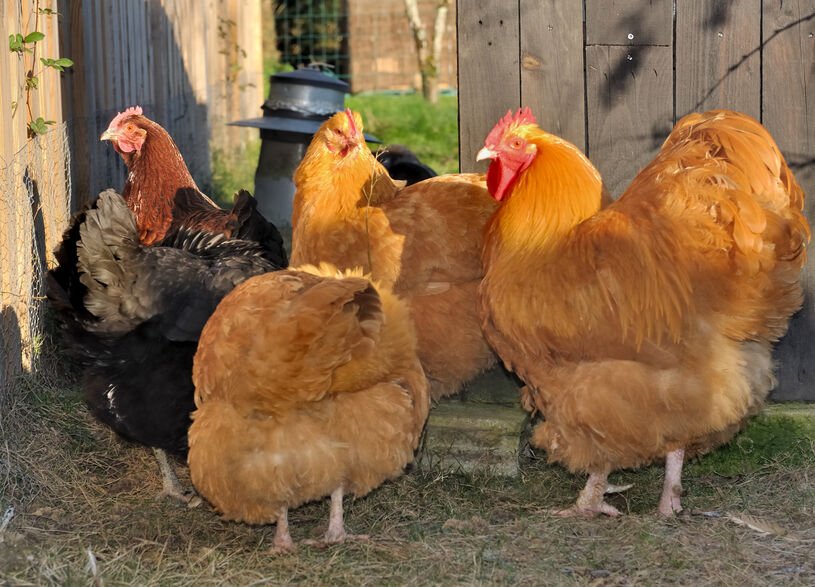 Exhibition Buff Orpington 1