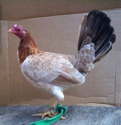 Kelso Hen 1 1