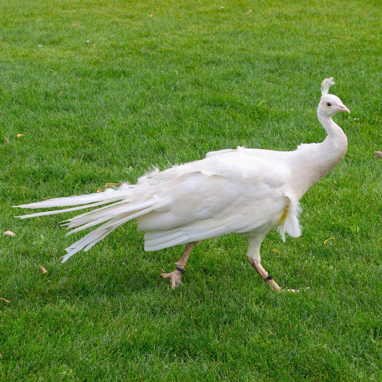 LA300 WHITE PEAFOWL 63569 1