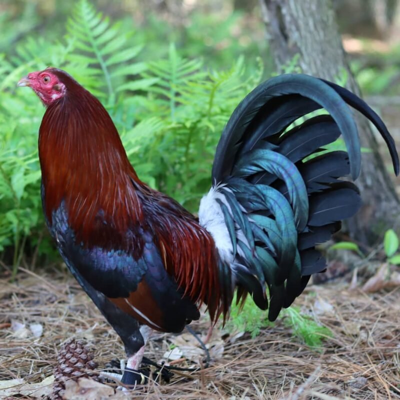 Lacey Roundhead Rooster 1