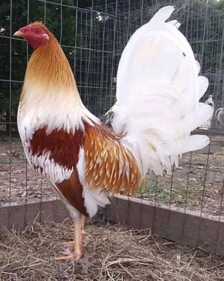 Miner Blue chickens 1
