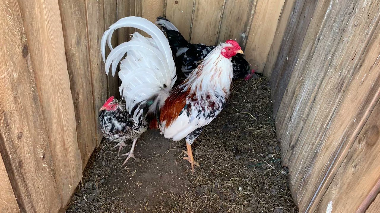 Morgan Whitehackle Gamefowl 1