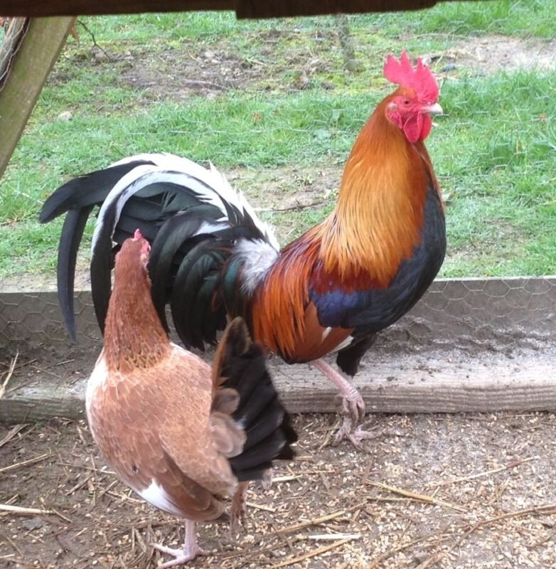 Murphy Whitehackle Gamefowl 1