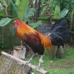 Peruvian Rooster