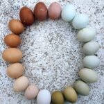 Rainbow Egger