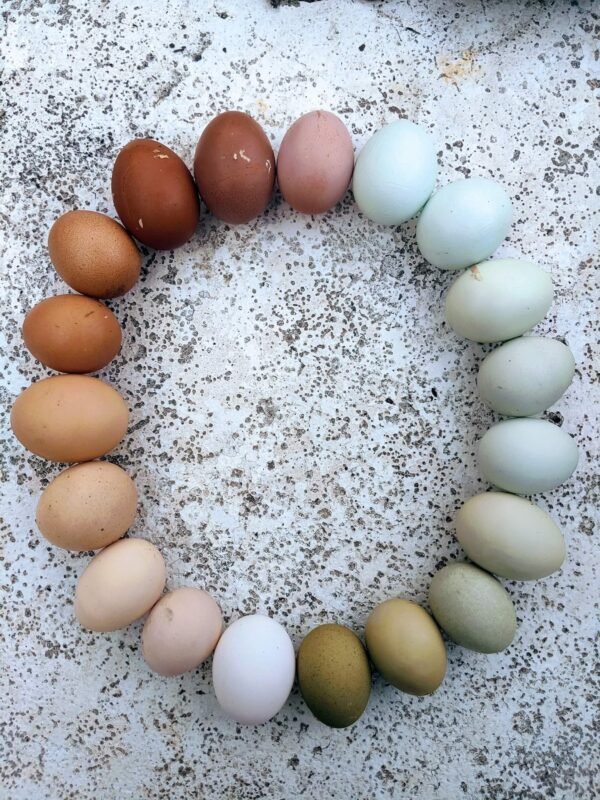 Rainbow Egger™ PC Shaylene Imholt 1