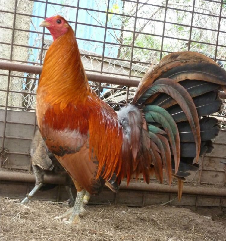 Red Quail 1