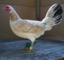 Regular Grey Game Fowl 1
