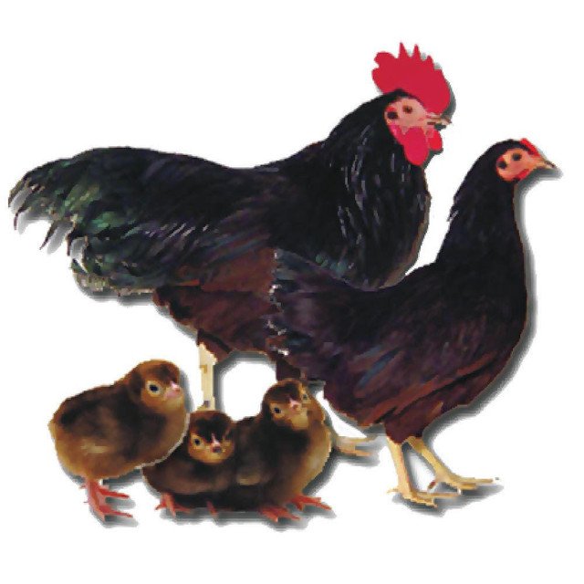 Rhode Island Red Bantam 97598 1