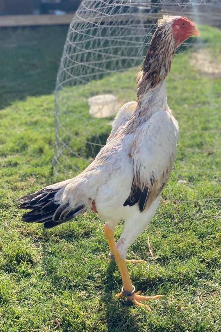 Shamo Roosters 1