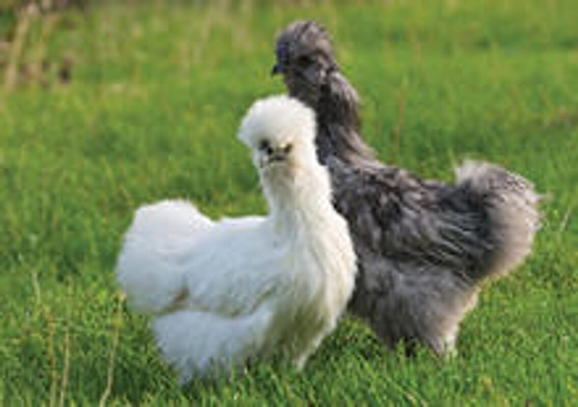 Silkie Assortment 21673 29966 1
