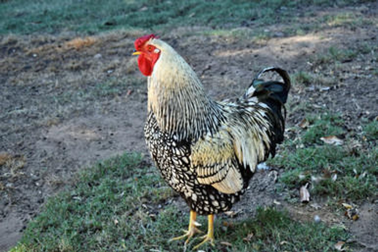 Silver Laced Wyandotte 82349 23898 1