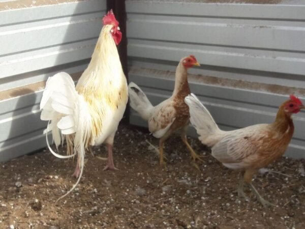 Spanish Gamefowl 1 600x450 1 1