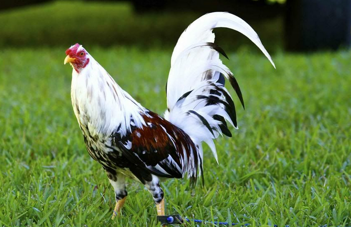 Spanish Gamefowl 1