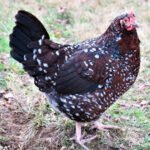SPECKLED SUSSEX (Female)