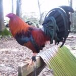 Sweater Fowl - Image 2
