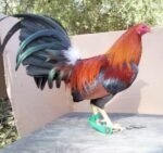 Sweater Fowl
