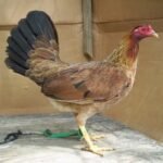 Sweater Gamefowl