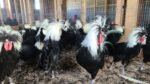 White Crested Black Polish Chicken - Image 2
