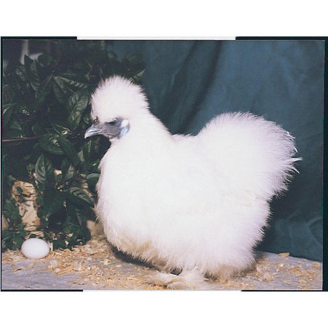White SIlkie Bantam 88899 1