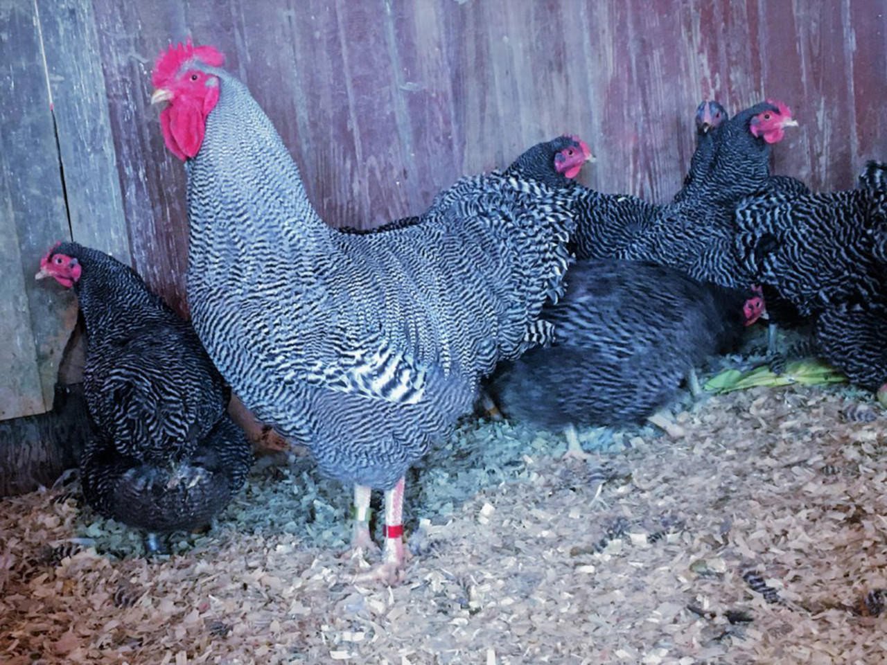 barred plymouth rock bantam 53357 1