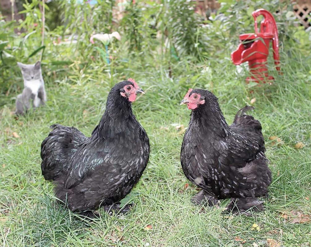 black coch bant 2 89968 1