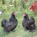 BLACK COCHIN BANTAM