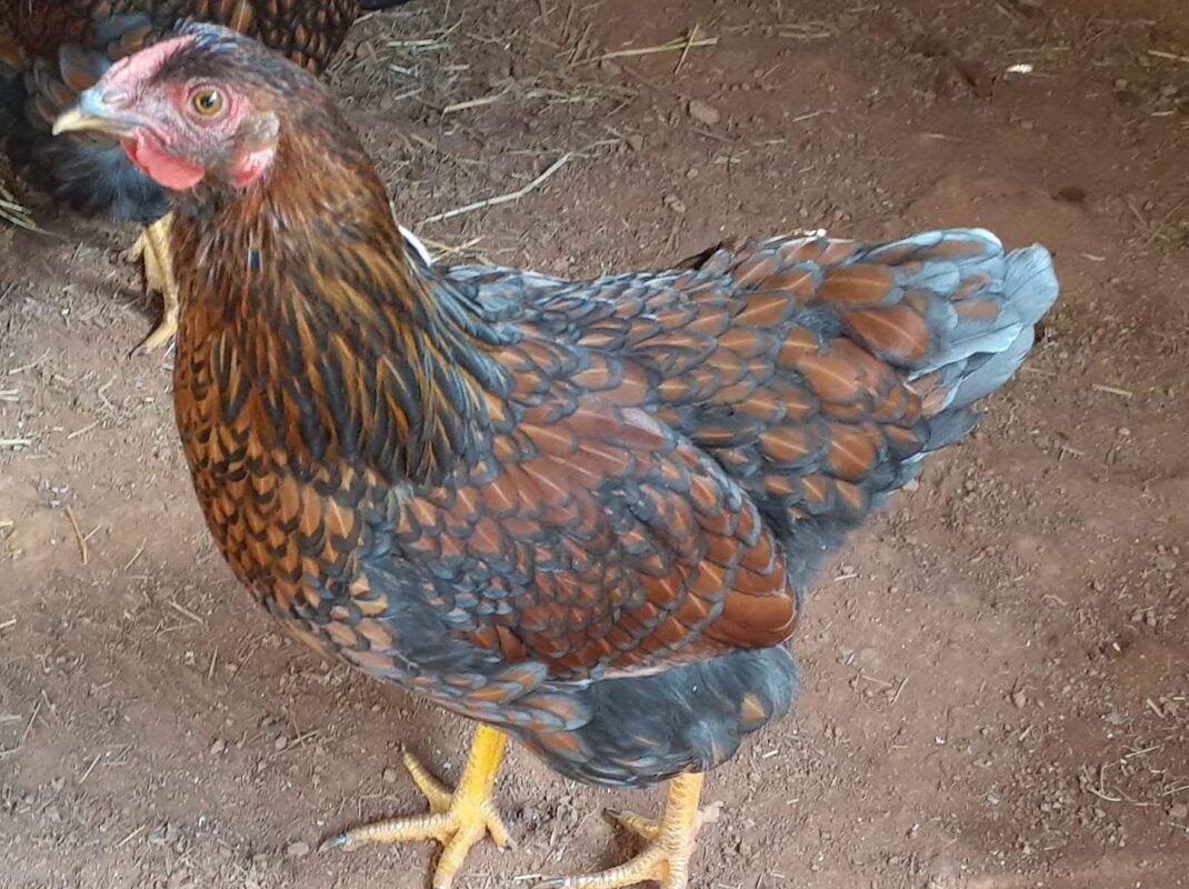 blue laced red wyandotte 5 1