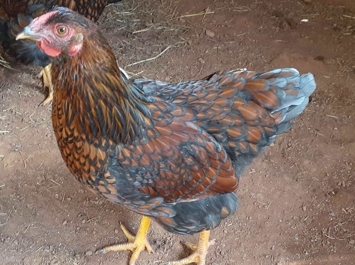 blue laced red wyandotte 5 1