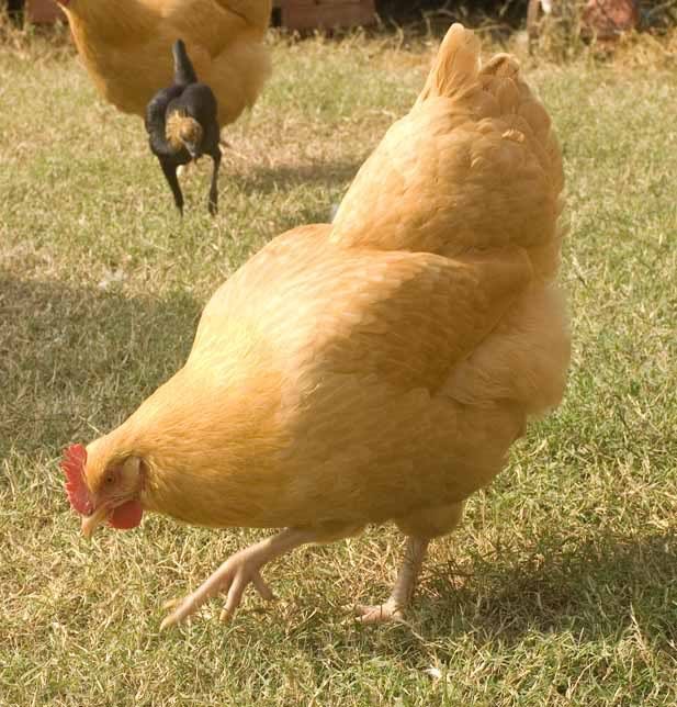 buff orpington 2 1