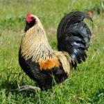 Easter Egger Bantam
