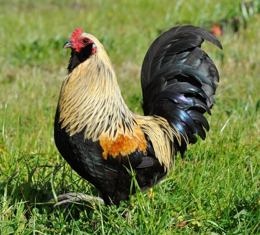 easter egger bantam chicken photo by julia king 1