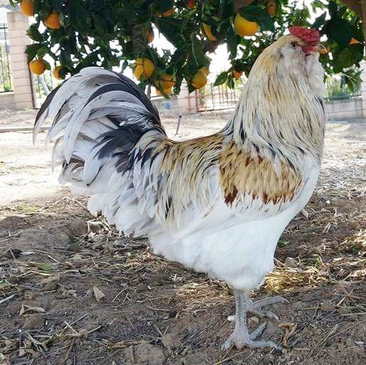 easter eggers 1